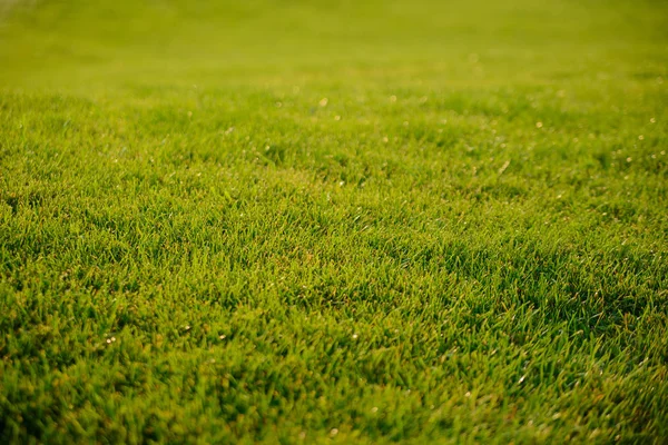 Piękny Przycięty Mokry Trawnik Podlewaniu — Zdjęcie stockowe