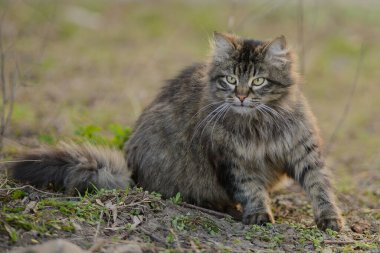 Ürkmüş tüylü yaban kedisi gergin oturur