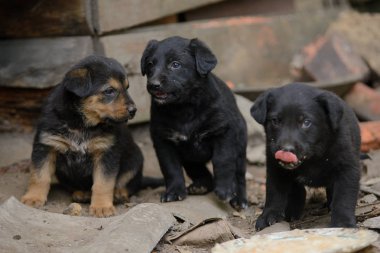 Üç evsiz terk edilmiş köpek yavrusu terk edilmiş bir binada çamurda oturuyor.