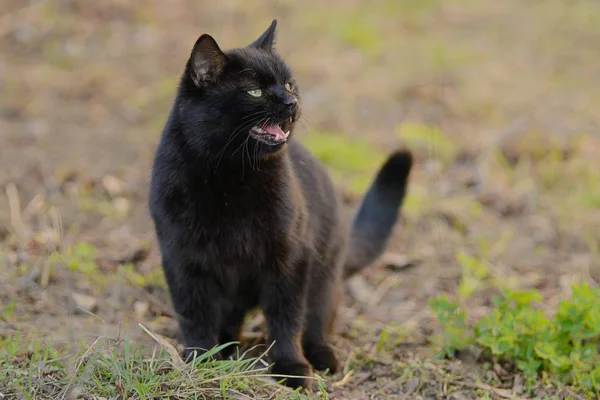 Black cat with open mouth asks to eat