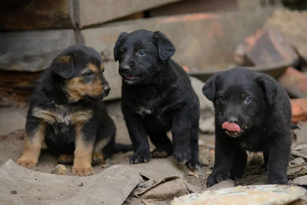 Tres Cachorros Abandonados Sin Hogar Sentados Barro Edificio Abandonado Imagen De Stock