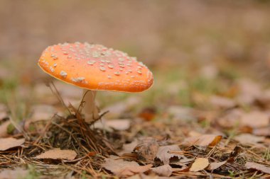 Ormanda Amanita, tehlikeli zehirli mantarlar.
