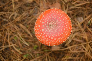 Ormanda Amanita, tehlikeli zehirli mantarlar, üst manzara.