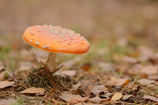 Amanita Lesie Niebezpieczne Trujące Grzyby — Zdjęcie stockowe