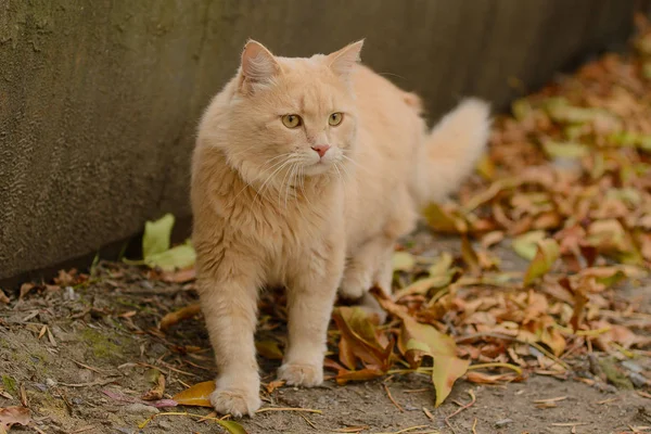 Светло Красная Пушистая Кошка Ходит Улице Среди Осенней Сухой Листвы — стоковое фото