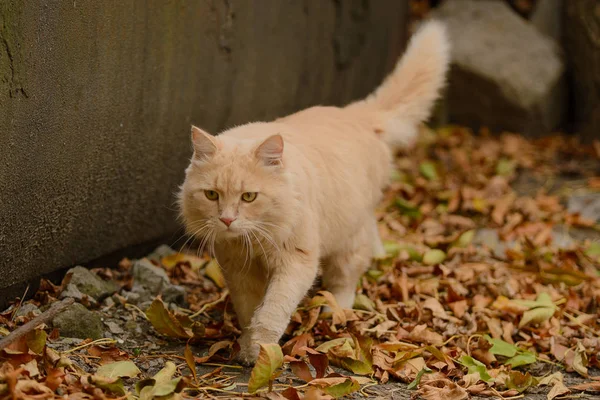 복슬복슬 고양이가 사이를 — 스톡 사진