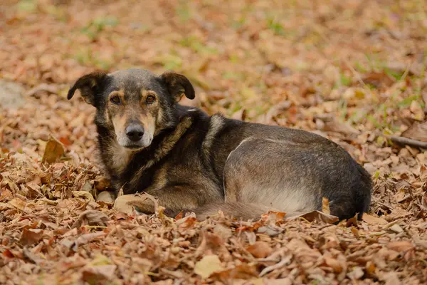 Homeless Outbred Dog Resting Dry Leaves — Stock Photo, Image