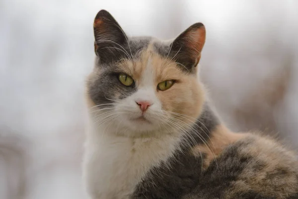 Porträt Einer Trikolore Katze Bei Trübem Wetter — Stockfoto