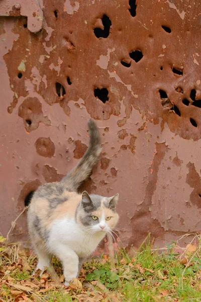 顿涅茨克的一只猫 背靠被炮弹割破的金属 — 图库照片