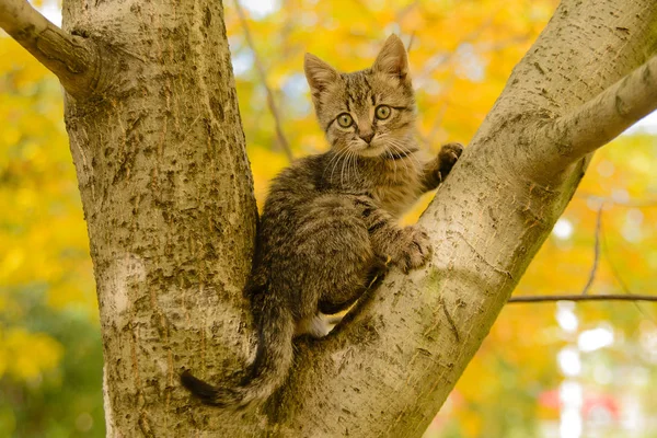 Gestreiftes Kätzchen Sitzt Auf Einem Baum Vor Dem Hintergrund Von — Stockfoto