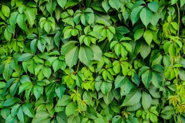Dekoratif kızsı üzüm yapraklarının dokusu