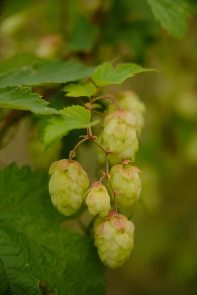 Wilder Hopfen Für Die Bierherstellung Wächst Auf Einem Feld — Stockfoto