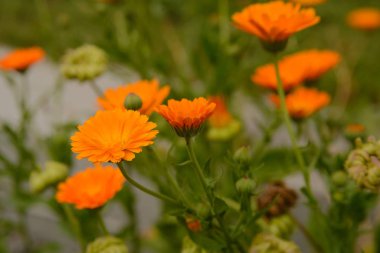 Calendula çiçekleri ve tohumları yolda yetişir.