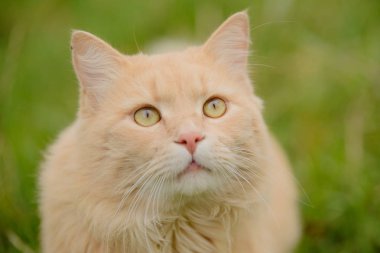 Açık kırmızı şeftali kabarık, güzel kedi çimenlerde oturuyor, portre