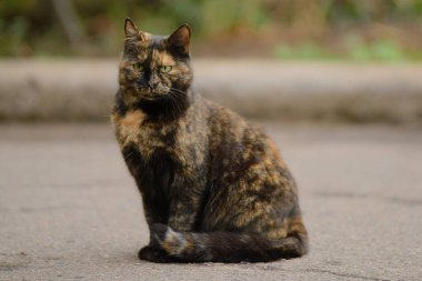 Nadir bulunan bir tortie kedisinin portresi