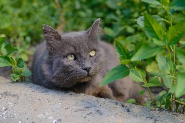 Güzel mavi kedi çimlerin üzerine dökülüyor.
