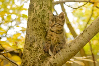  Çizgili kedi yavrusu bahar yapraklarının arka planında bir ağaçta oturur.