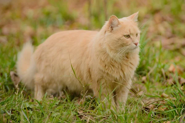 Светло Красный Пушистый Персик Красивая Кошка Стоит Траве — стоковое фото