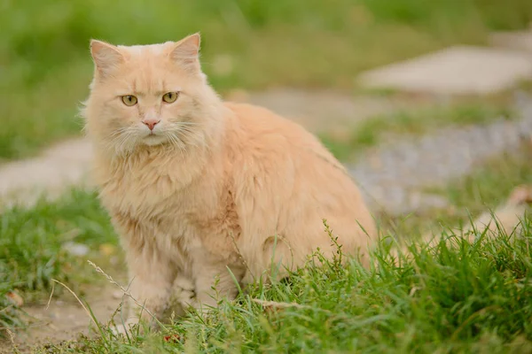 Kucing Cantik Berbulu Merah Muda Duduk Jalan Setapak Batu Antara — Stok Foto