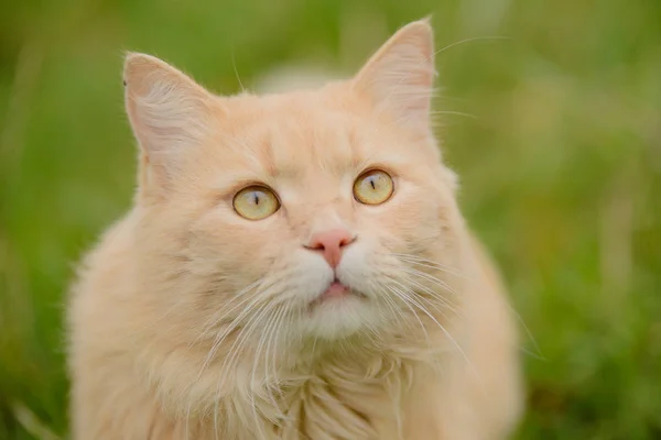 Lichtrode Perzik Pluizig Mooie Kat Zittend Het Gras Portret — Stockfoto