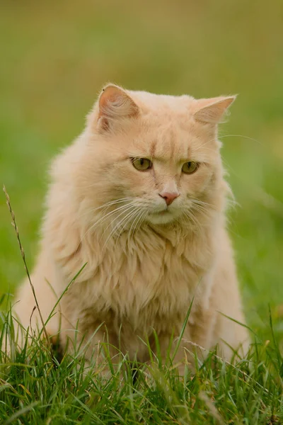 Lichtrode Perzik Pluizig Mooie Kat Zit Het Gras Kat Erg — Stockfoto