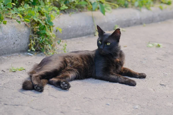 緑を背景にしたコンクリートの道に黒い猫が横たわっている — ストック写真