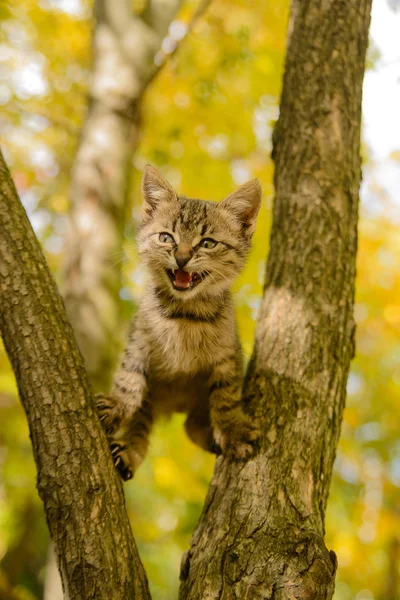 Gatito Está Atascado Árbol Faro Llanamente — Foto de Stock