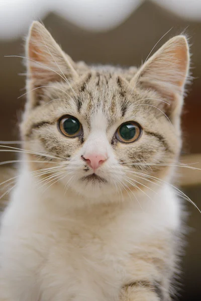 Beyaz Çizgili Korkmuş Bir Kedi Yavrusunun Portresi — Stok fotoğraf