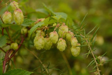 Başka otlarla dolu bir tarlada bira yetiştirmek için vahşi zıplamalar.