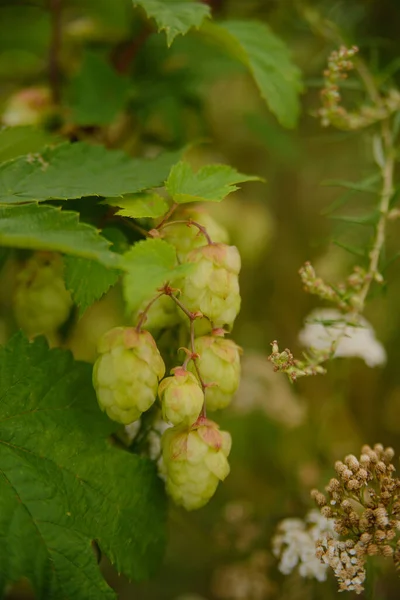 Wildhopfen Zur Bierherstellung Wächst Auf Einem Feld Mit Anderen Kräutern — Stockfoto