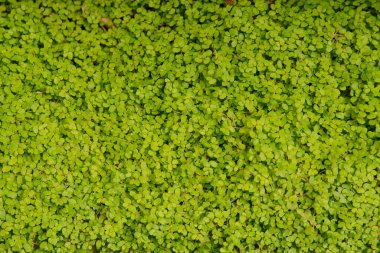 Doku, yeşillik, bahçede yer örtüsü.