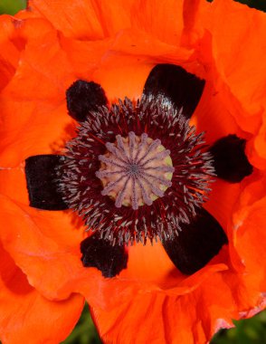 Kırmızı bir gelincik tomurcuğunun içinde