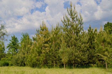 Birçok genç çam ağacı baharda genç filizlenir, güneşli bir günde Yu.