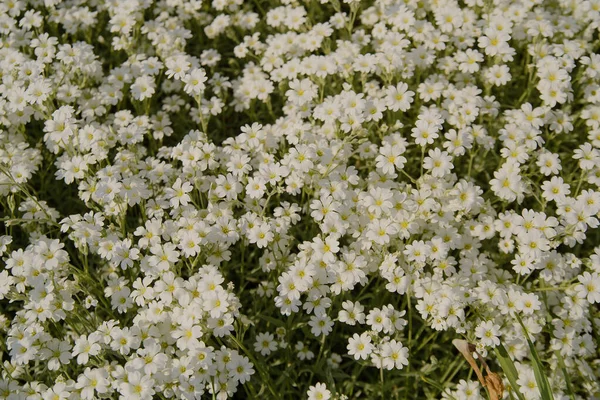 Flox Forma Coruja Cor Branca Textura Muitas Flores Pequenas Primavera — Fotografia de Stock