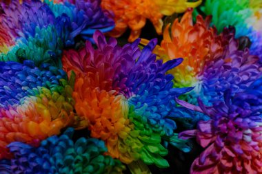 Bir sürü renkli kasımpatı tomurcukları, gökkuşağının tüm renkleri, dokusu