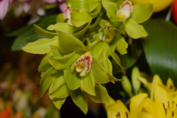 Zielony Pączek Orchidei Wśród Kwiatów Różowym Centrum — Zdjęcie stockowe