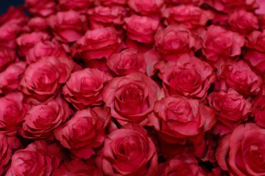 Pembe gül goncalarının dokusu sıkıca katlanmış, çok sayıda, arka plan