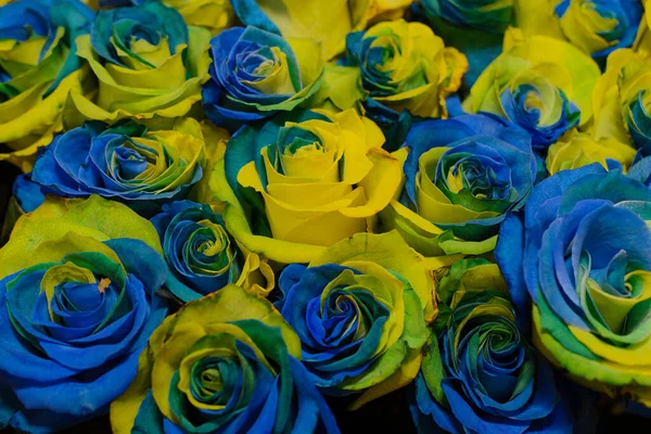 Texture Two Tone Yellow Blue Rose Buds Tightly Folded Large Stock Photo
