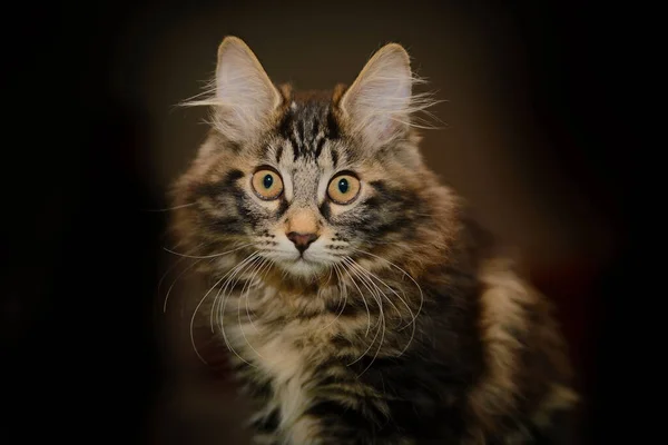 Retrato Gato Siberiano Peludo Rayado Con Grandes Ojos Asustados Amarillos —  Fotos de Stock