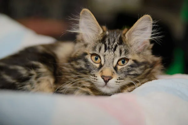 Striped Fluffy Siberian Cat Yellow Big Eyes Lies Resting Blanket — Stock Photo, Image