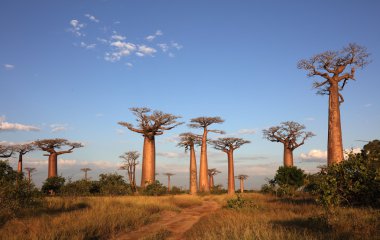 Dramatik gökyüzü ile Baobabs Caddesi 