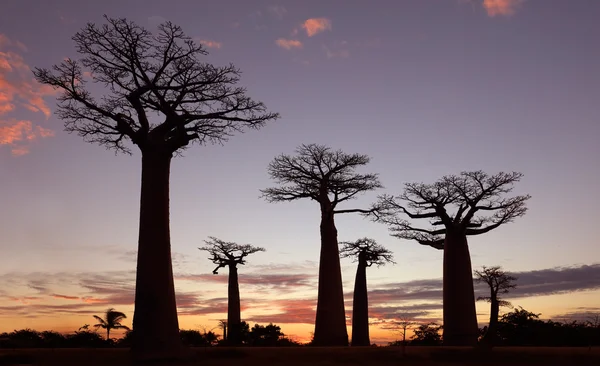 Dramatik gökyüzü ile Baobabs Caddesi — Stok fotoğraf