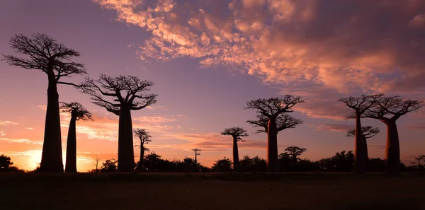 Avenue of the Baobabs with dramatic sky — Stock Photo, Image