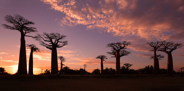 Avenue of the Baobabs with dramatic sky 