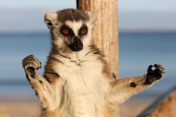 Opalanie ogoniasty lemur — Zdjęcie stockowe