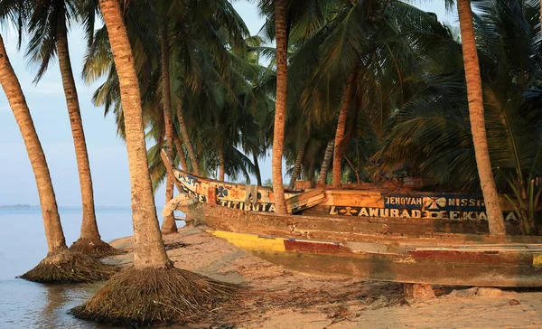 独木舟和棕榈树 — 图库照片