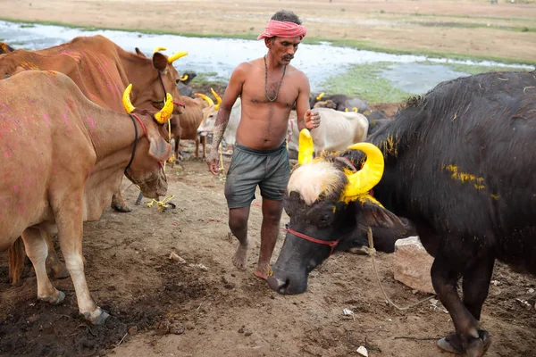 Pongal Madurai, Hindistan, sığır çiftçi ilgilenir — Stok fotoğraf