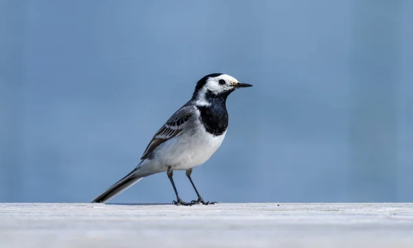 Een witte kwikstaart aan de rand van de steiger door een meer — Stockfoto