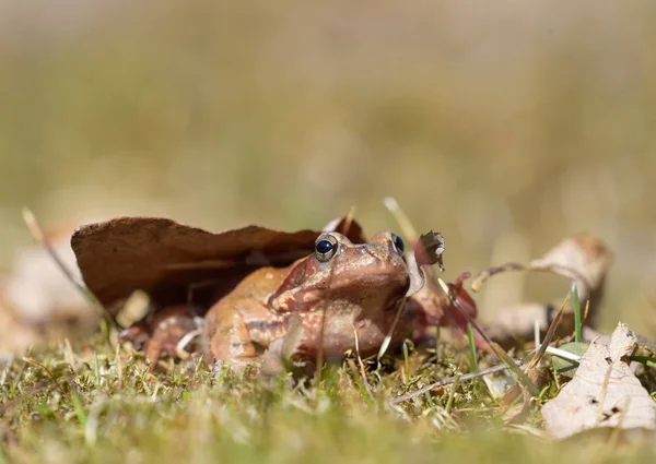 Brown frog in a grass lawn — Stock Photo, Image