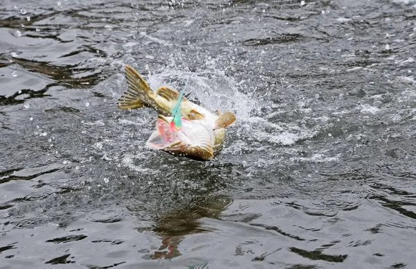 Lucha contra el lucio enganchado y saltando del agua con la mosca de la pesca del lucio en la boca — Foto de Stock